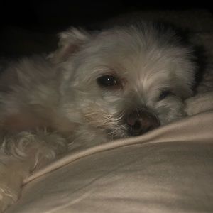 Meet your Posher, Angelica